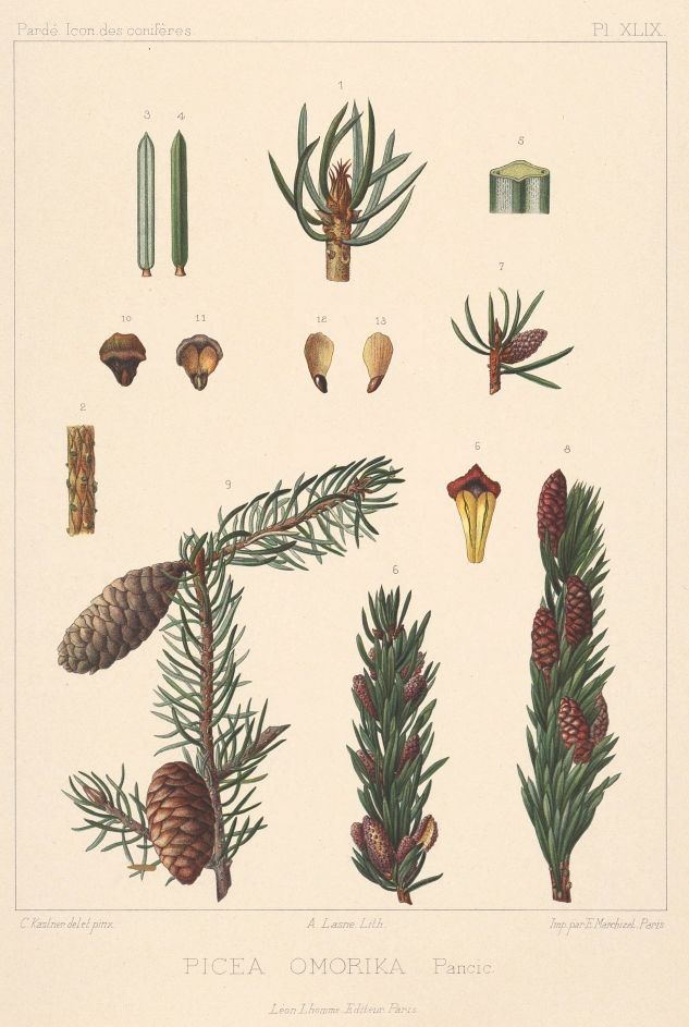 AWE - Picea omorika - szerb luc