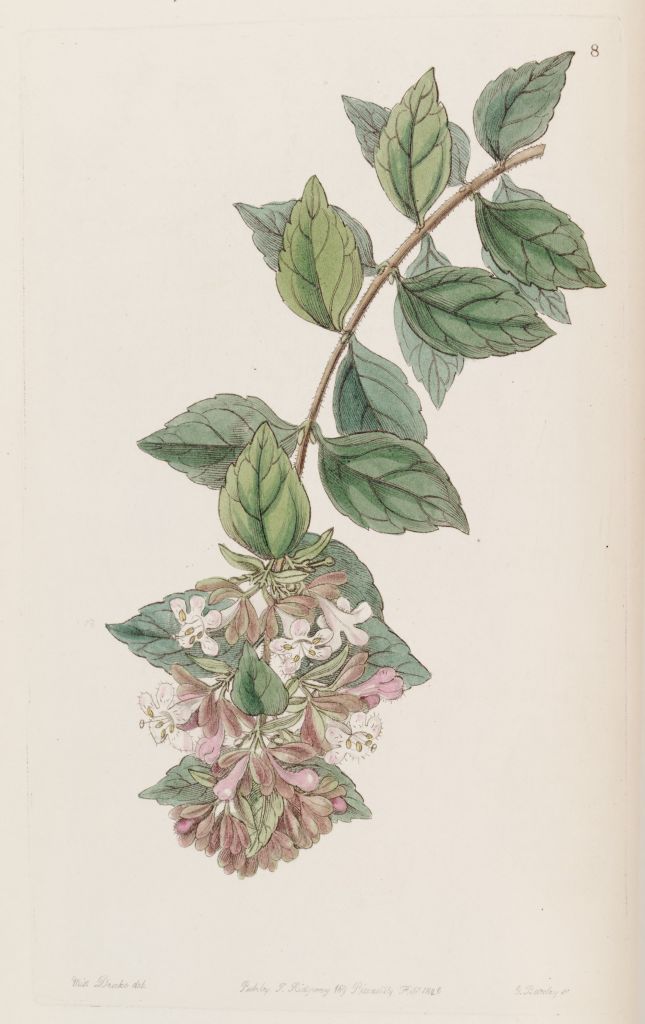 chinensis.jpg