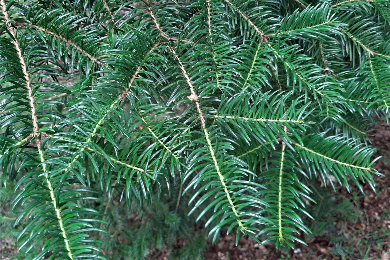 abies-chensiensis-new-5.jpg
