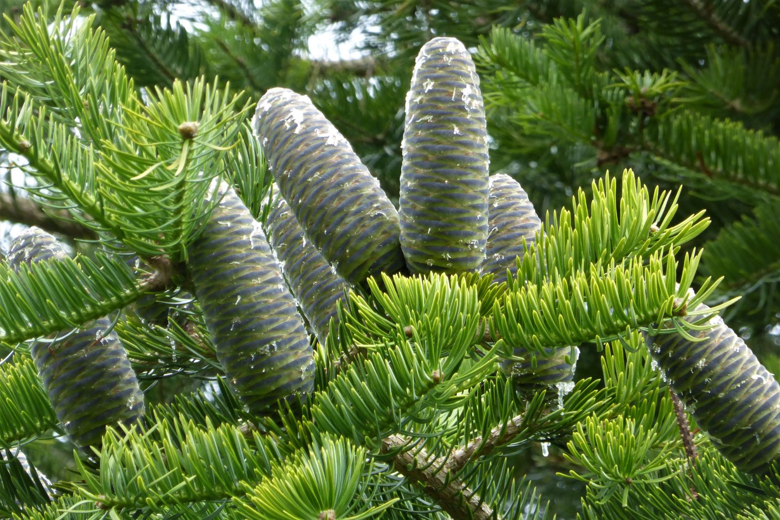 abies-holophylla-7.jpg
