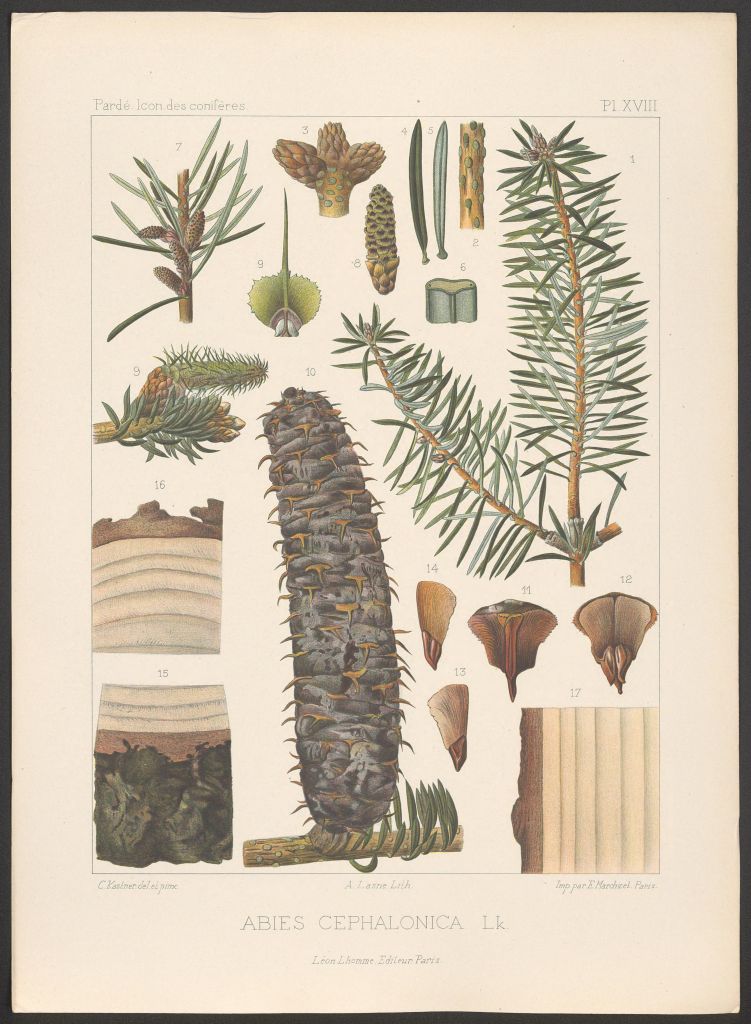 cephalonica.jpg