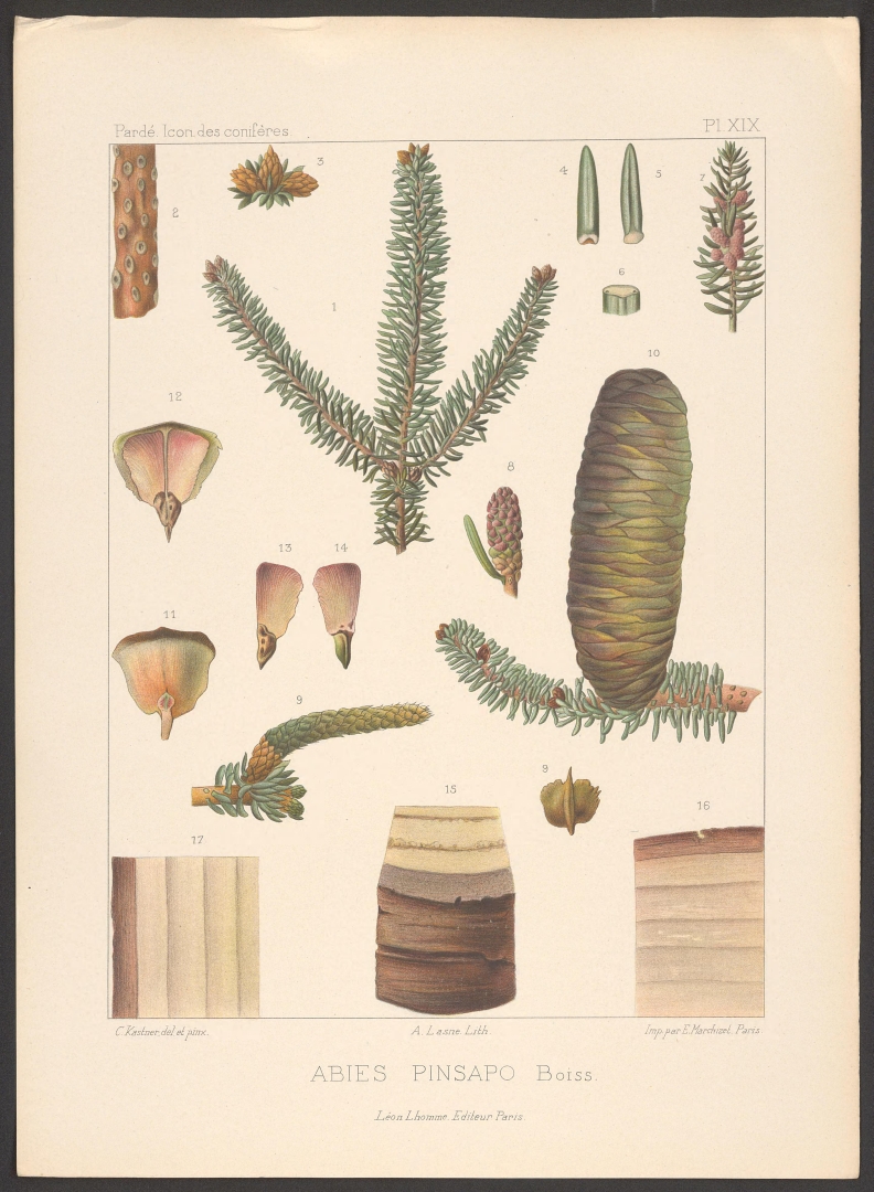pinsapo.jpg