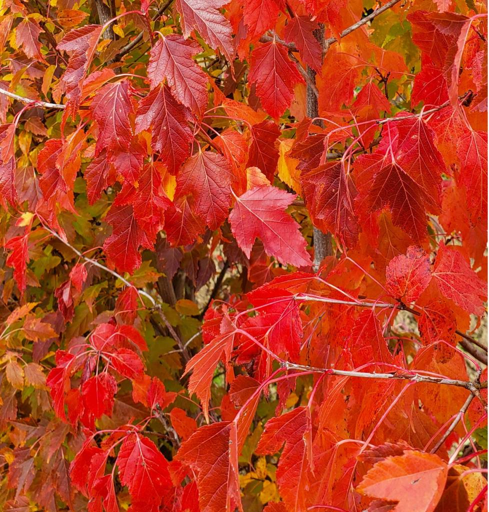 6-Acer-ginnala-Flame-Amur-Maple-fall-color-red-orange-foliage-min.jpg