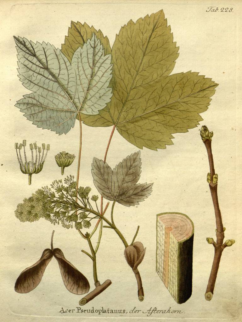 Pseudoplatanus.jpg
