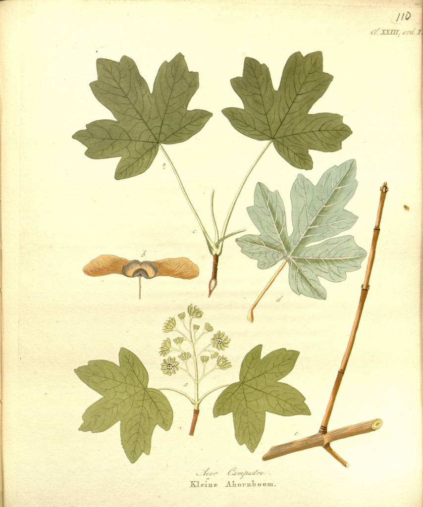 campestre.jpg