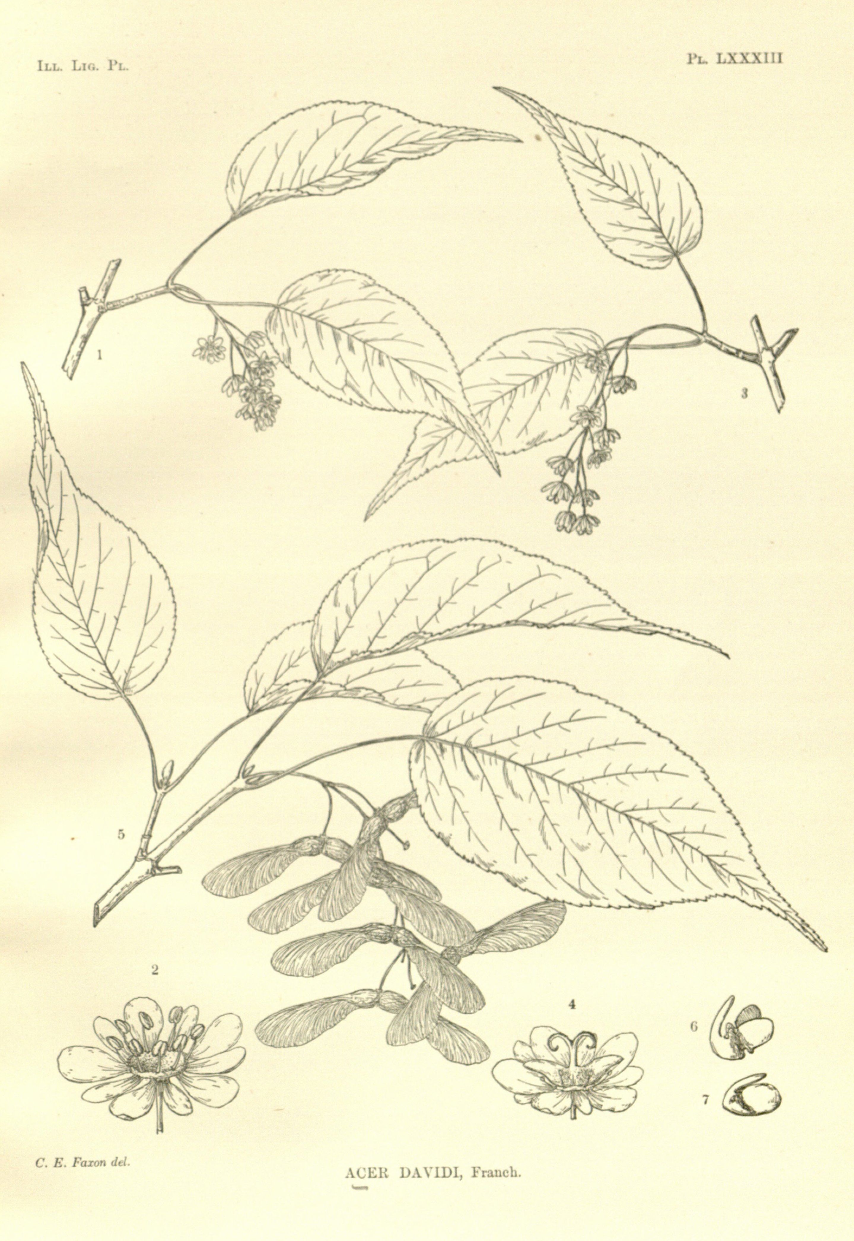 davidii.jpg davidii.jpg