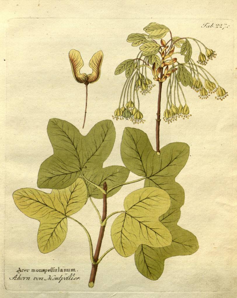 monspessulanum.jpg