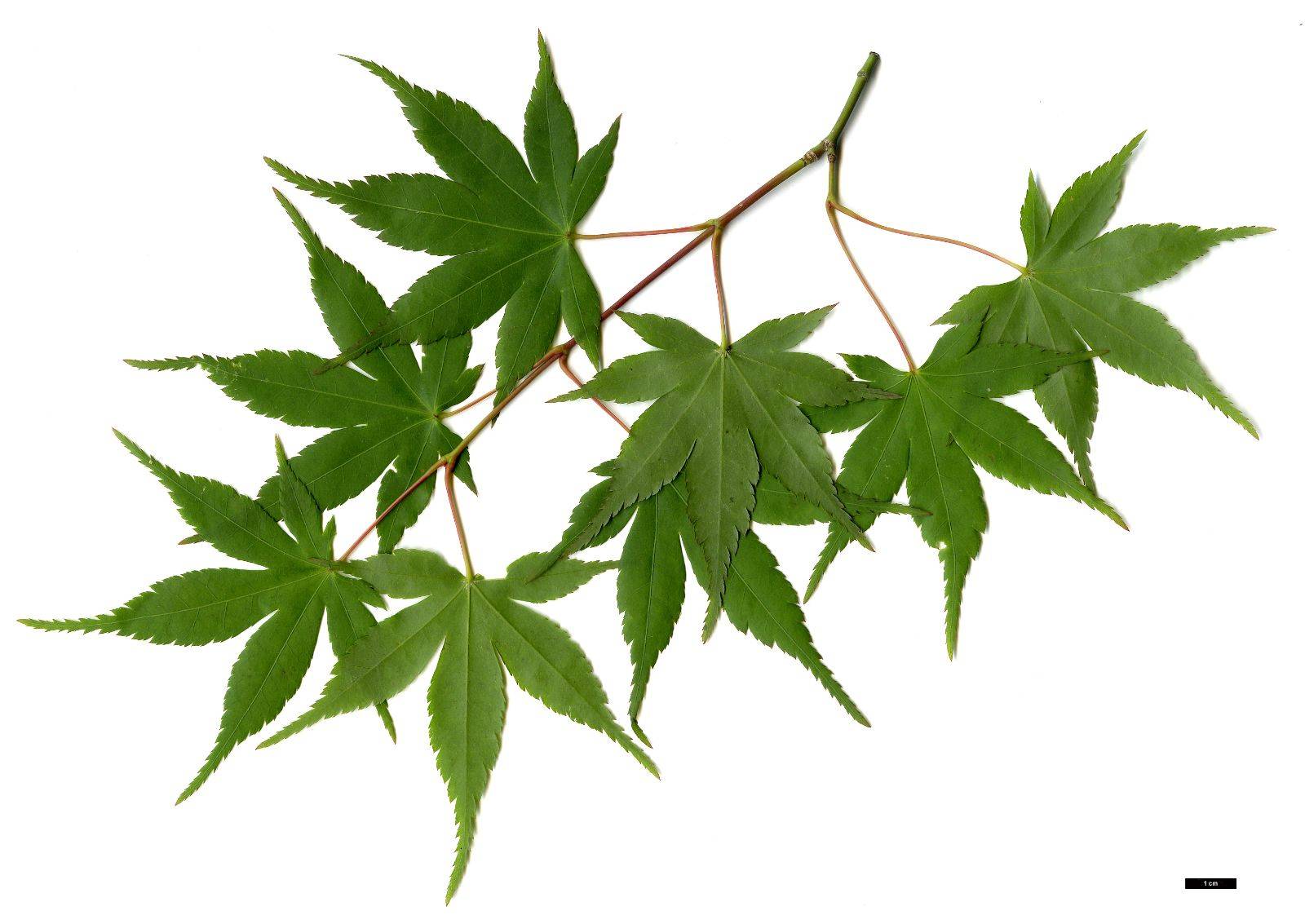 palmatum.jpg