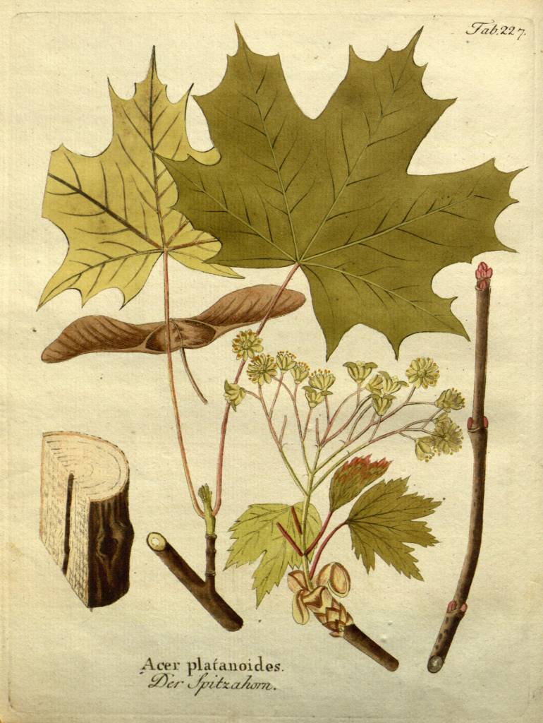 platanoides.jpg