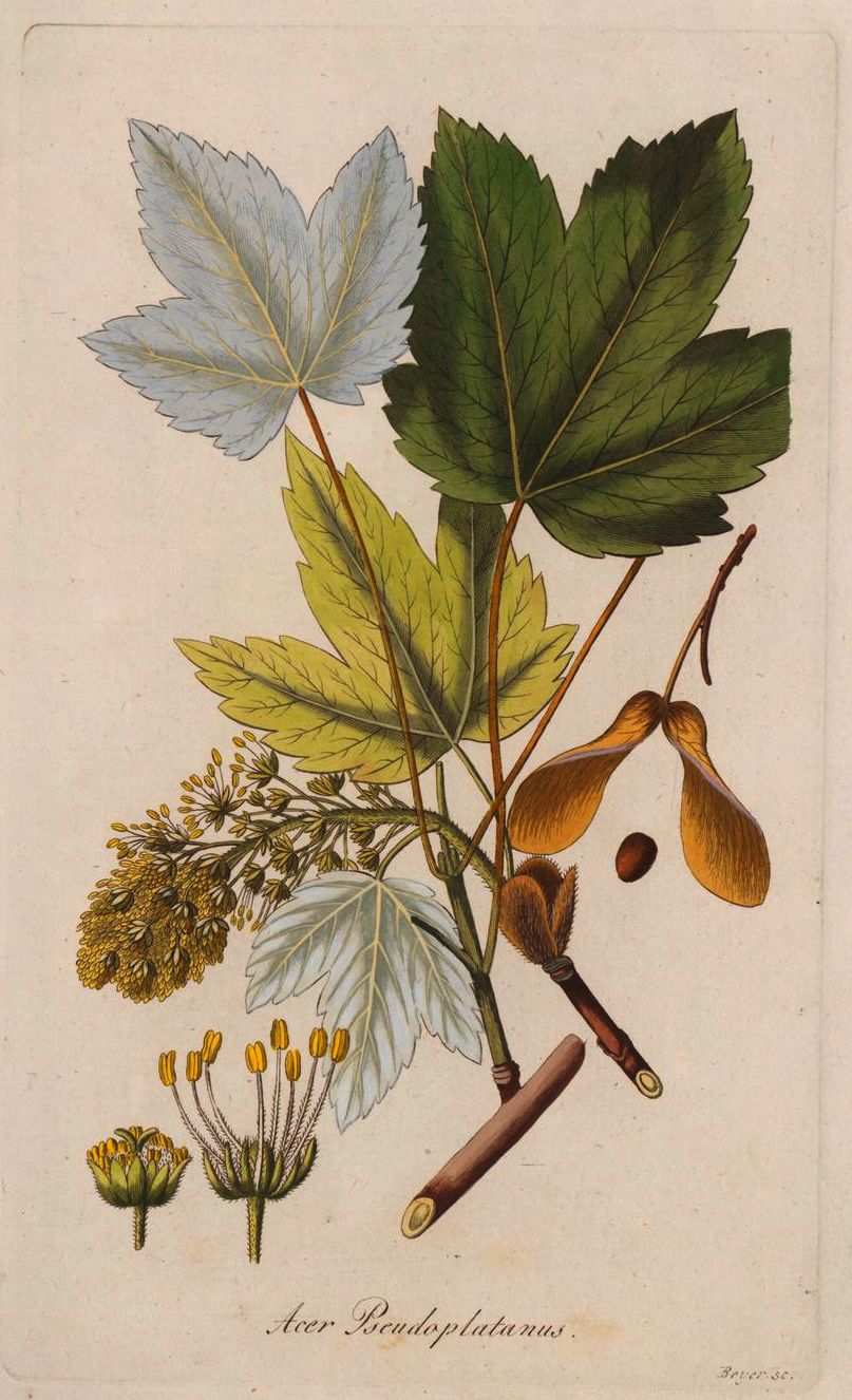 pseudoplatanus2.jpg pseudoplatanus2.jpg