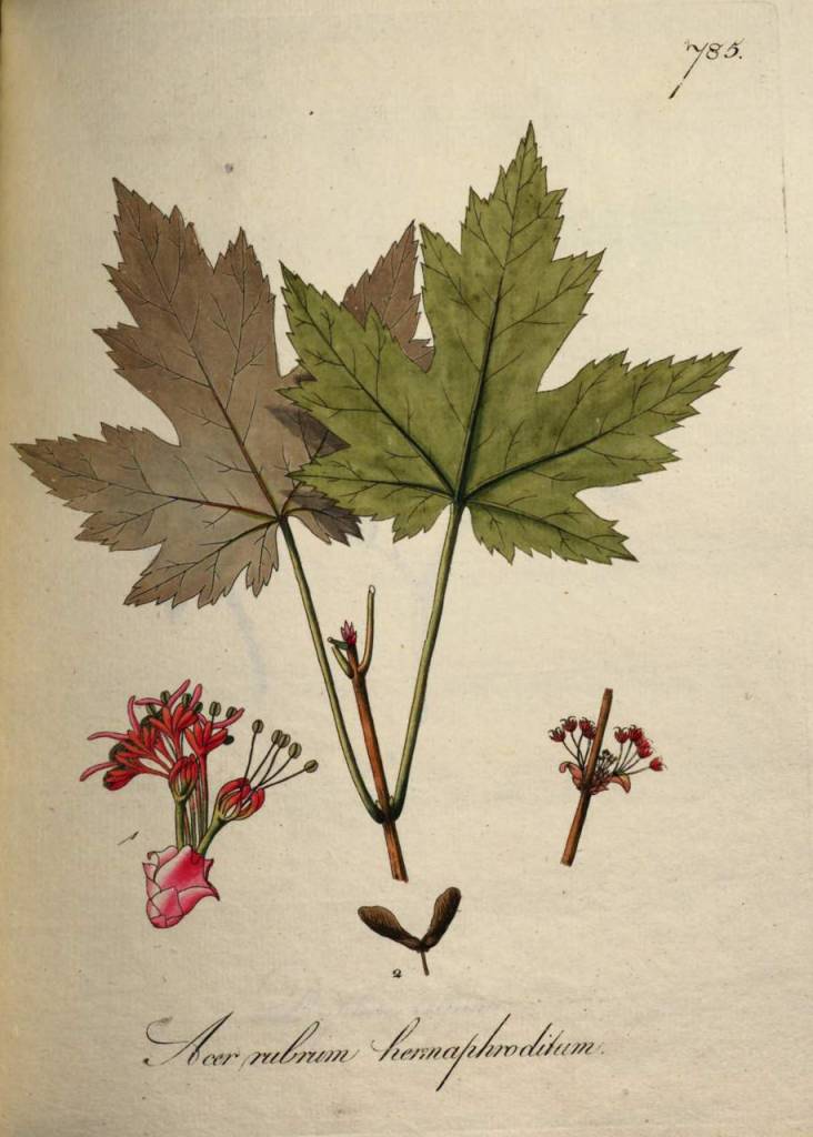 rubrum2.jpg