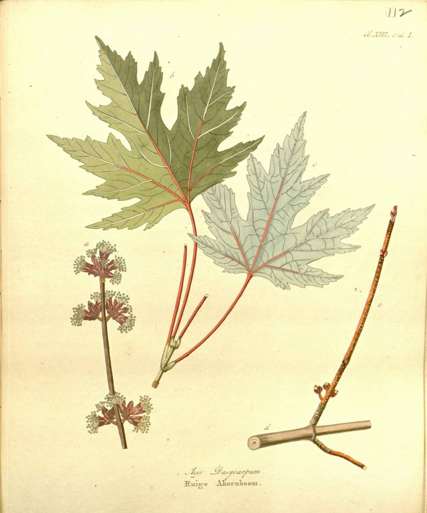 saccharinum2.jpg
