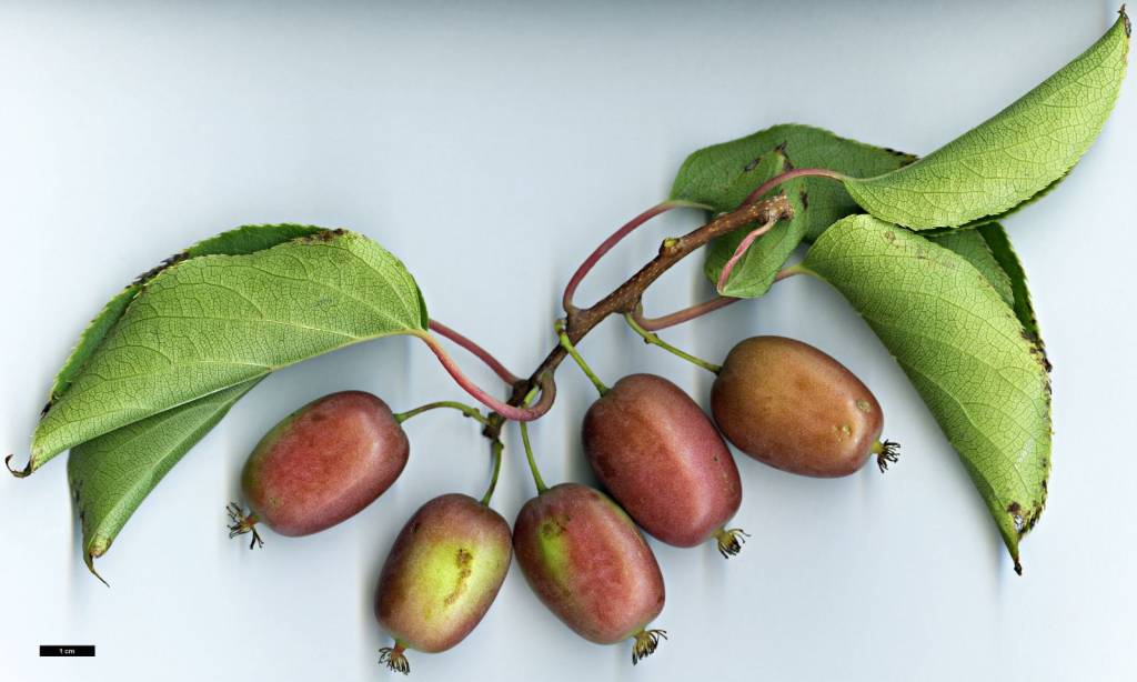 actinidia-arguta-3.jpg