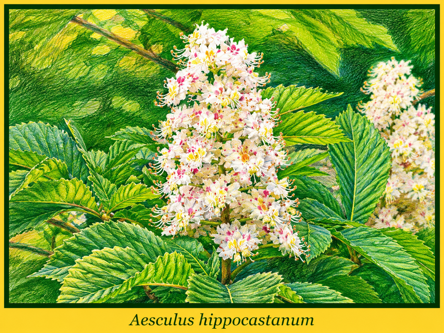 hippocastanum.png hippocastanum.png
