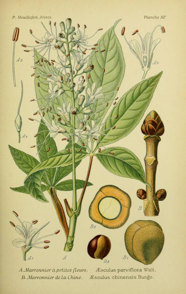 parviflora2.jpg