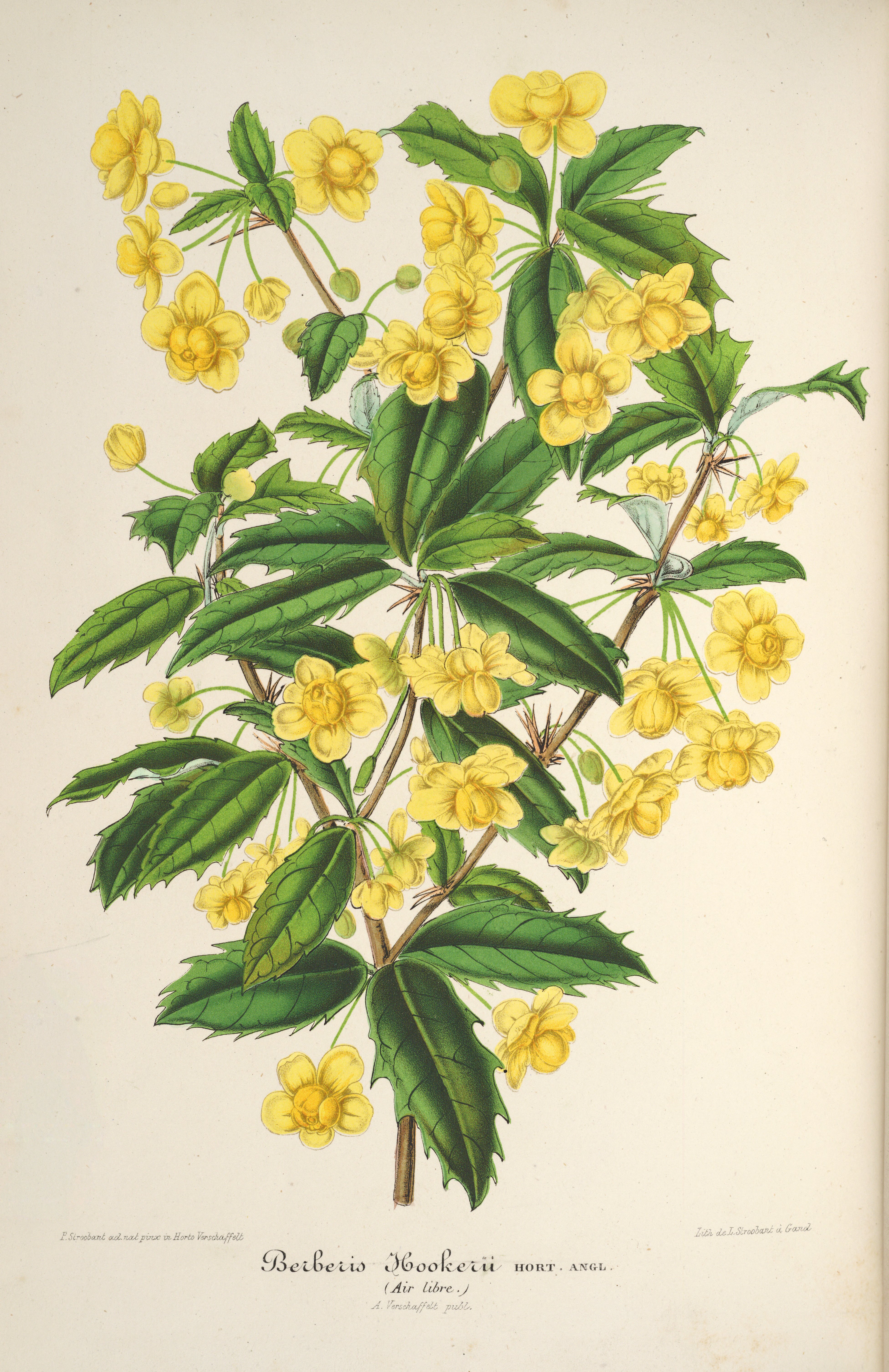 hookeri.jpg hookeri.jpg