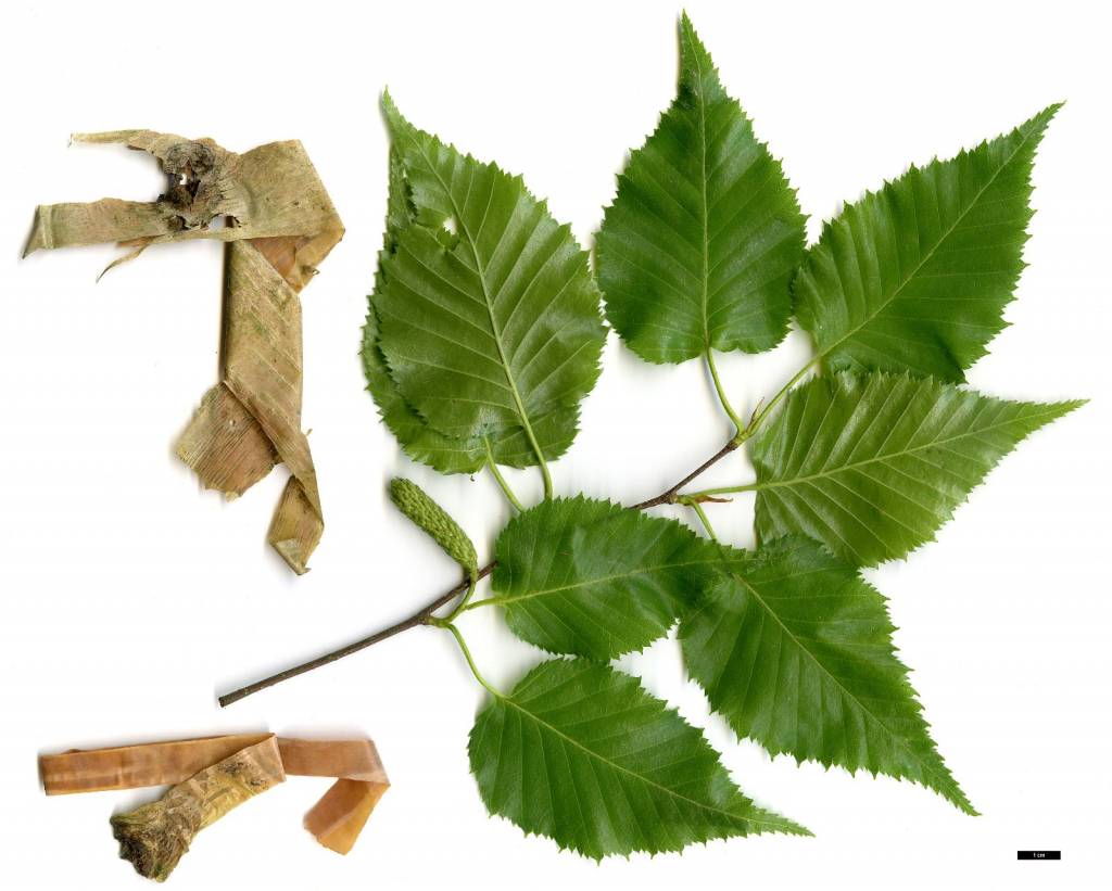 betula-ermanii-7.jpg