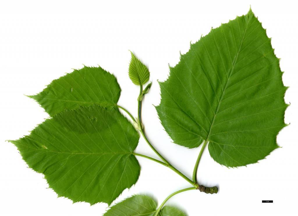 betula-maximowicziana-1.jpg