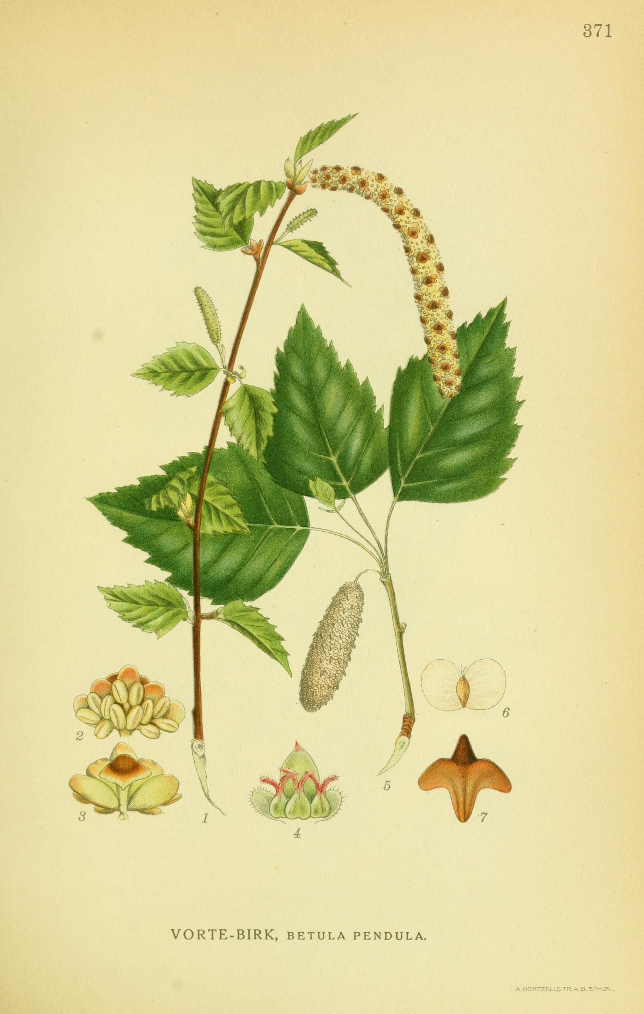 pendula.jpg
