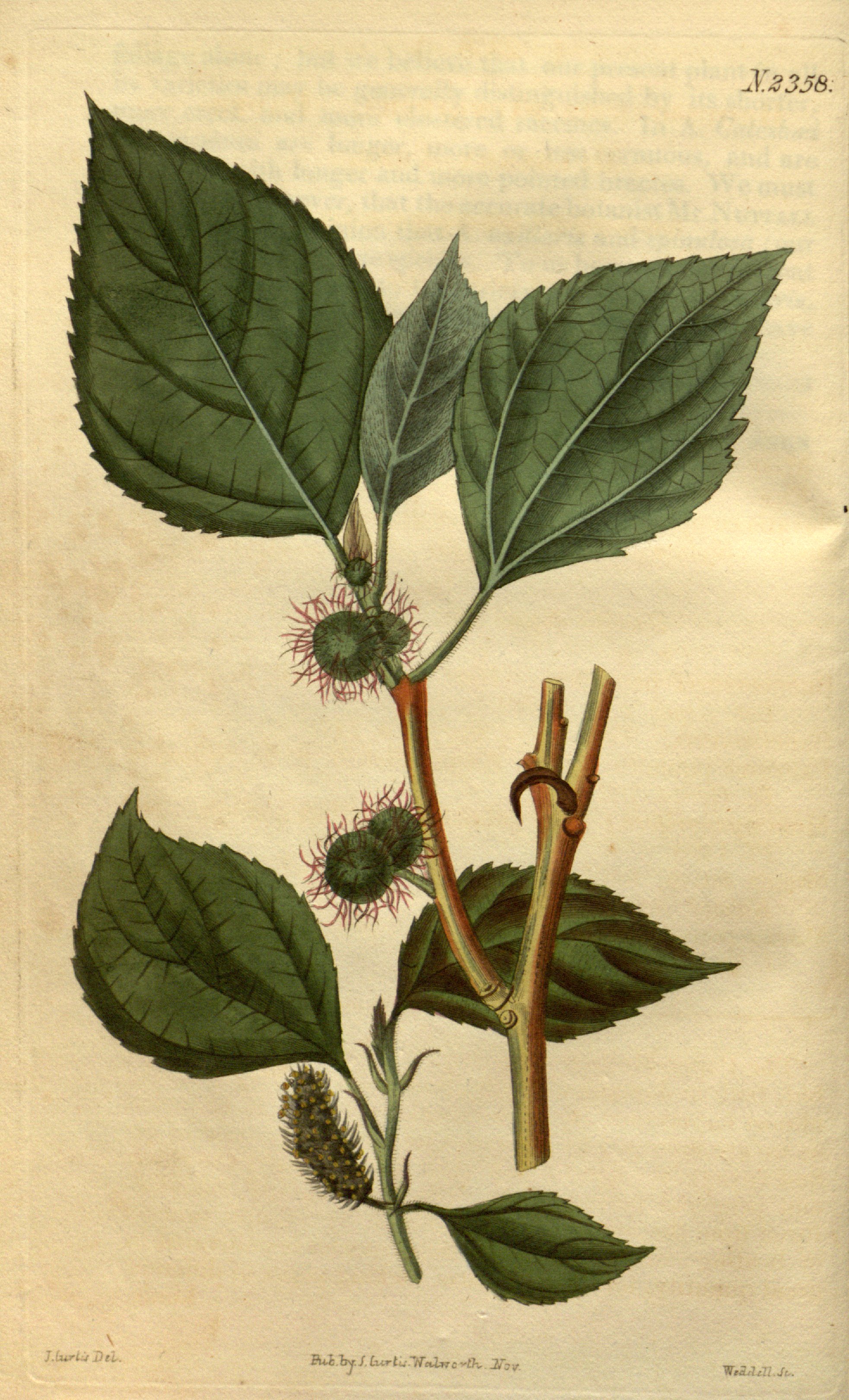 papyrifera.jpg
