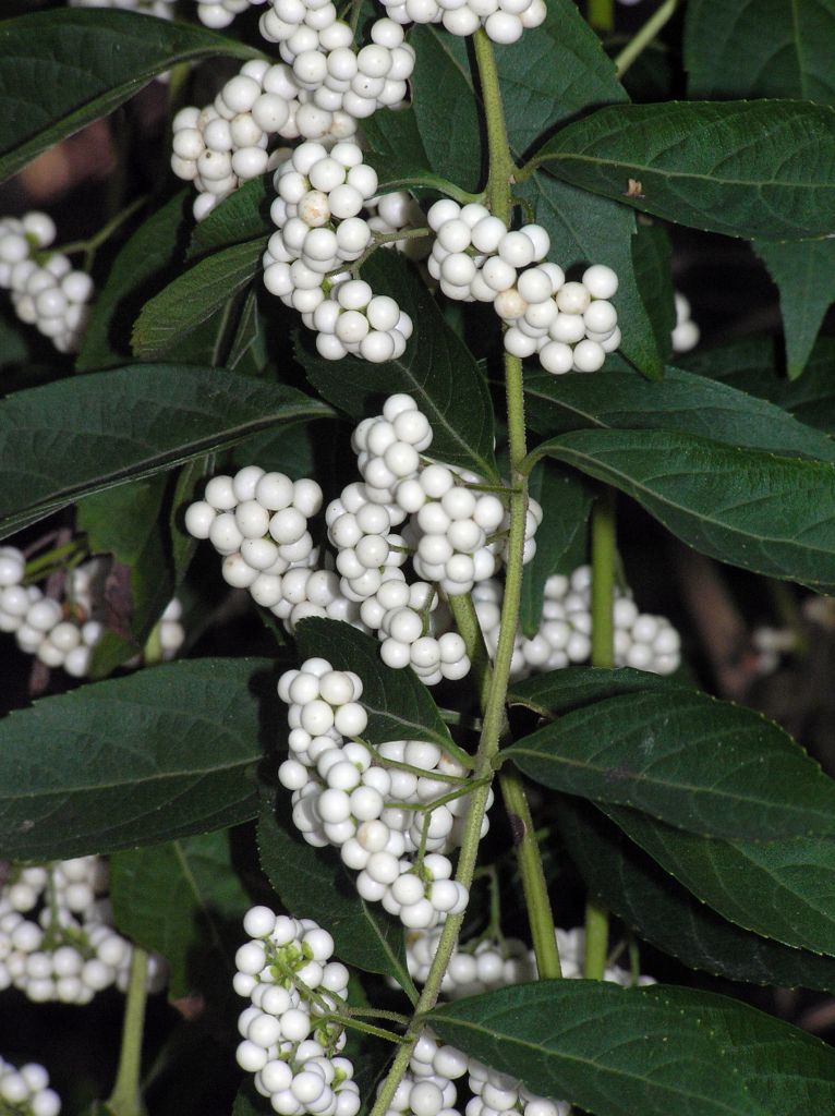 callicarpa-dichotoma-white-berry-cultivar-albif.jpeg