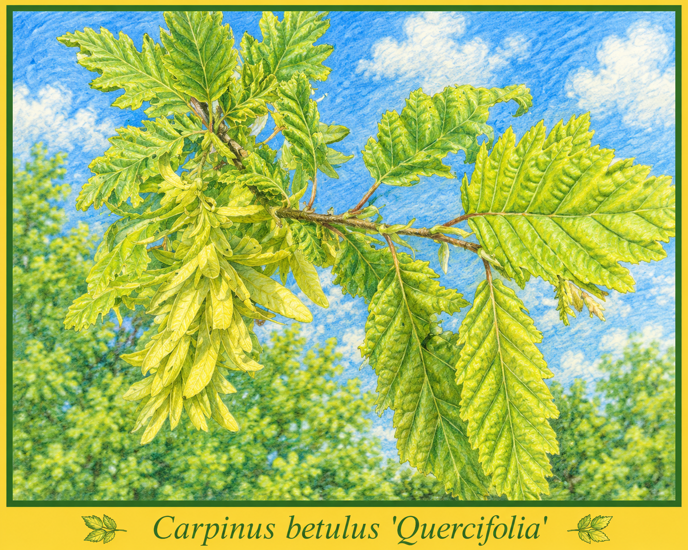 quercifolia.png quercifolia.png