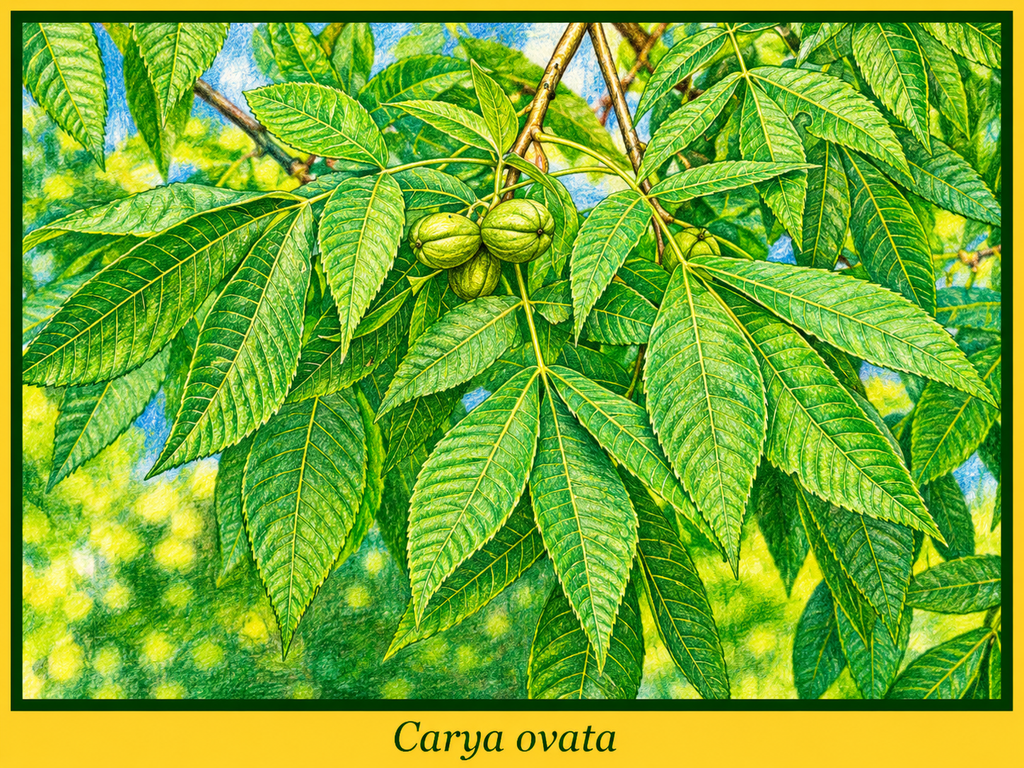 ovata.png ovata.png