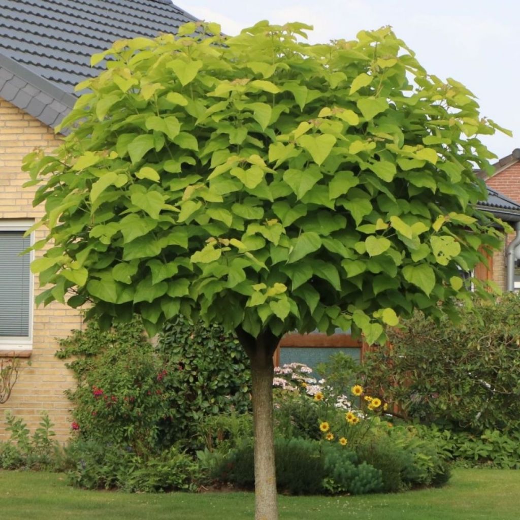 catalpa-bignoides-nana-tree_1.jpg