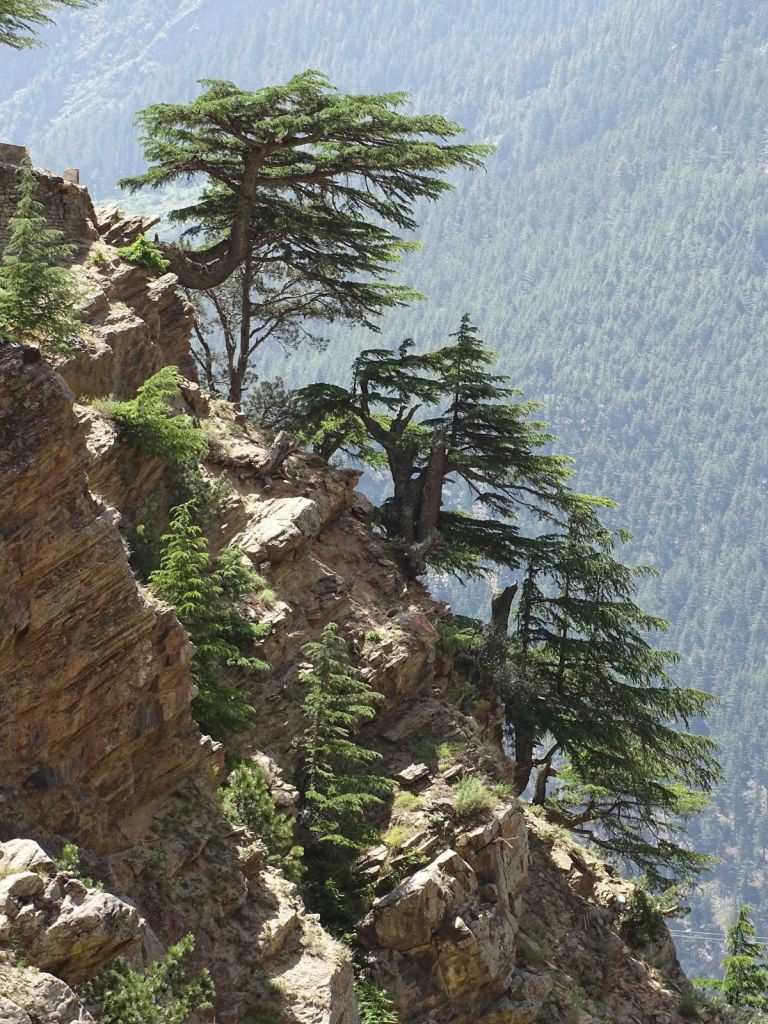 cedrus-deodara-8.jpg