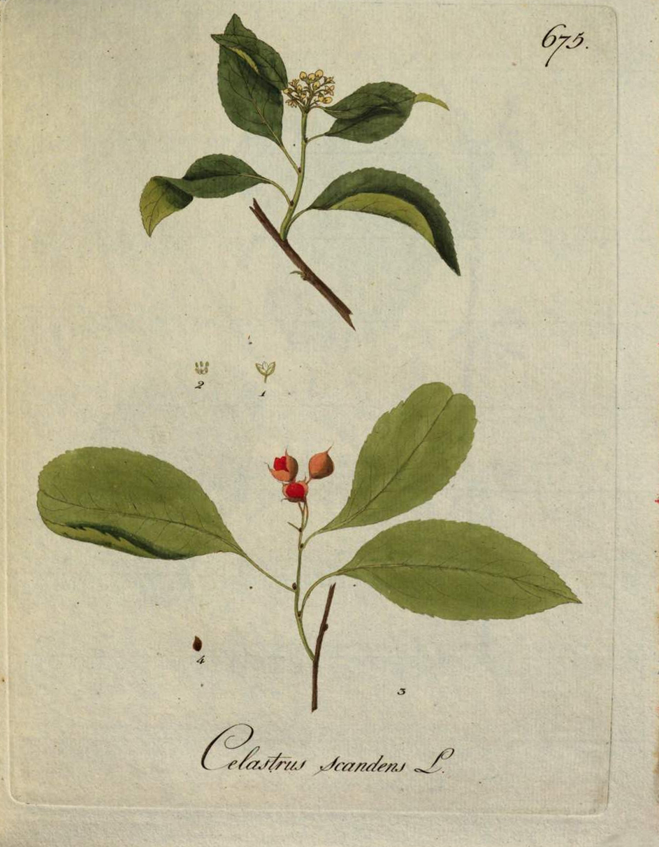scandens.jpg