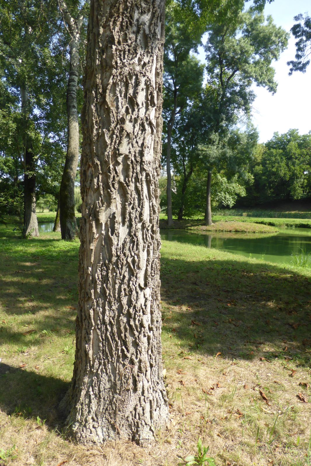 celtis-occidentalis-11.jpg