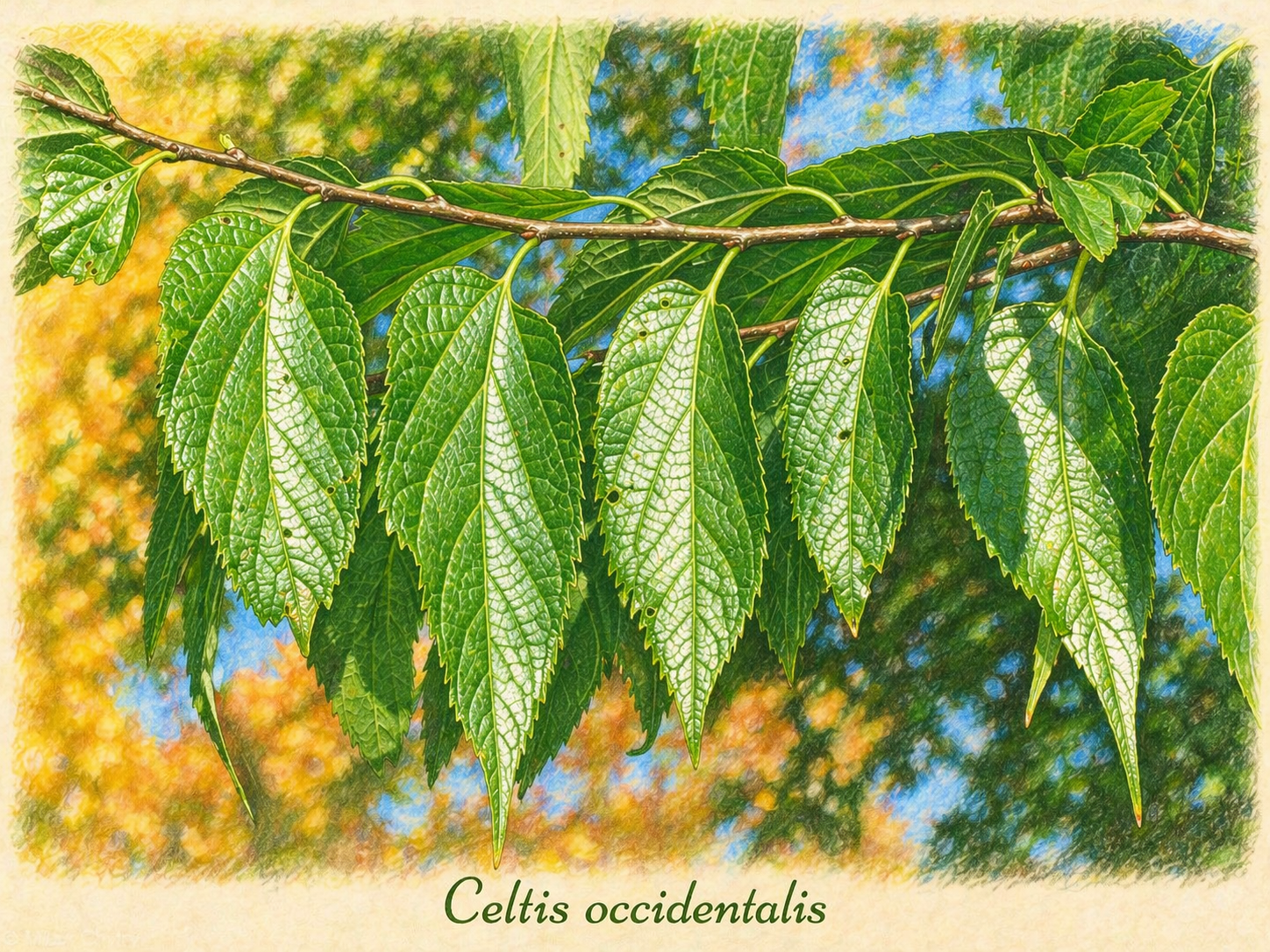 occidentalis.png occidentalis.png