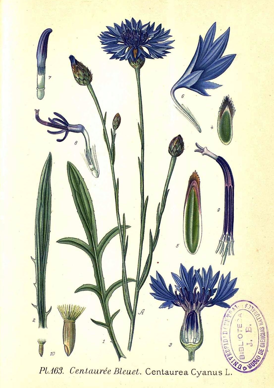 Centaurea cyanus - kék búzavirág