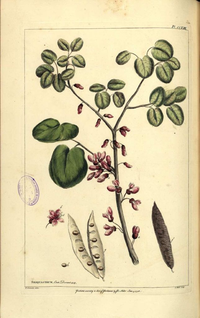 siliquastrum2.jpg