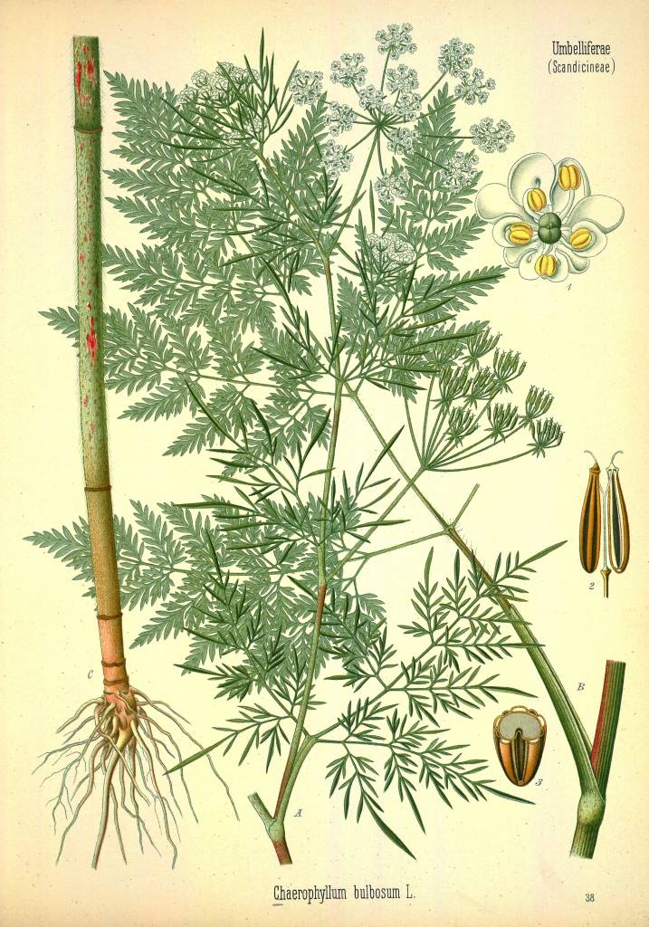 bulbosum.jpg