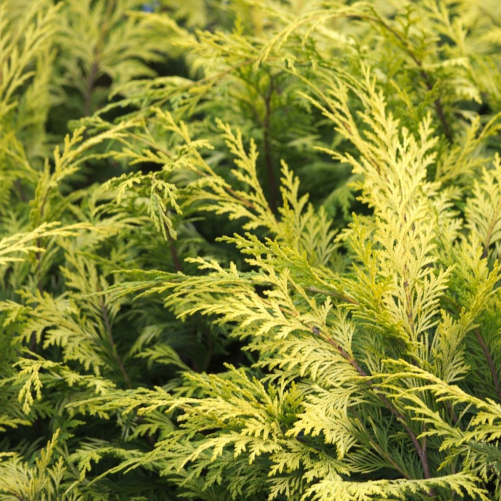 cypres-de-lawson-lawsoniana-stewartii.jpg