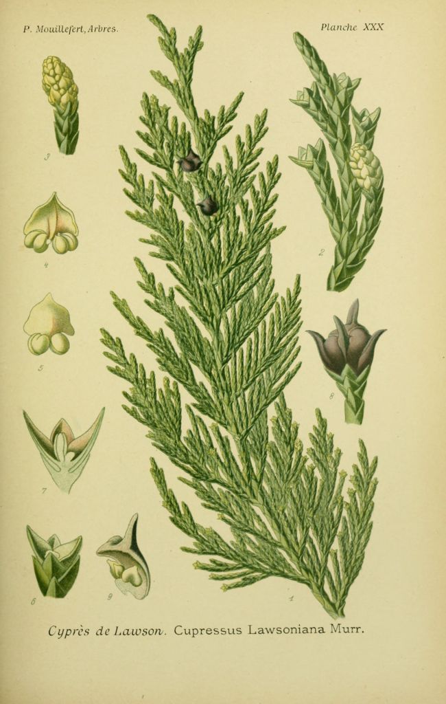 lawsoniana.jpg