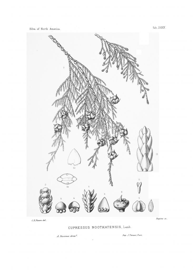 nootkatensis.jpg