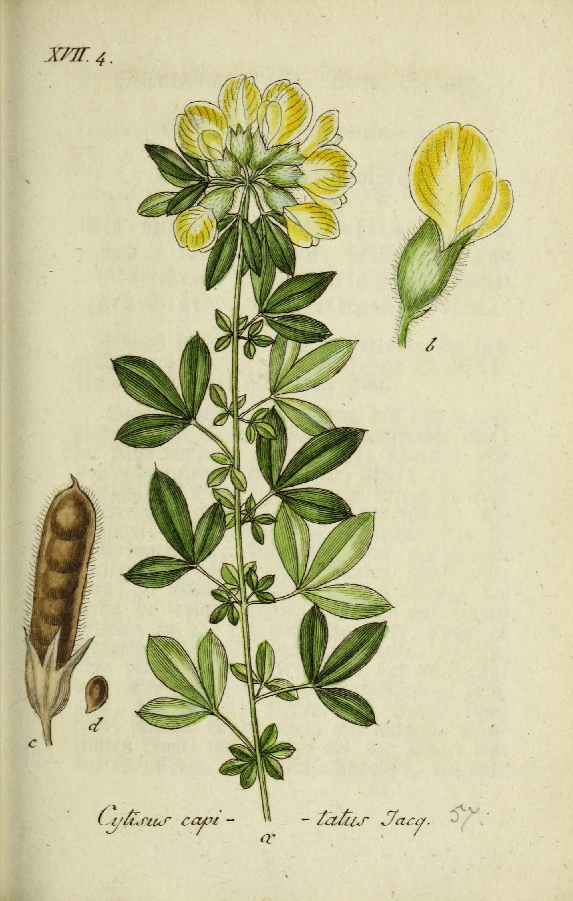 supinus4.jpg