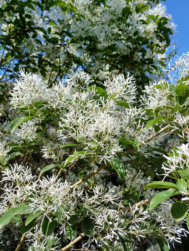 chionanthus-retusus-16.jpg