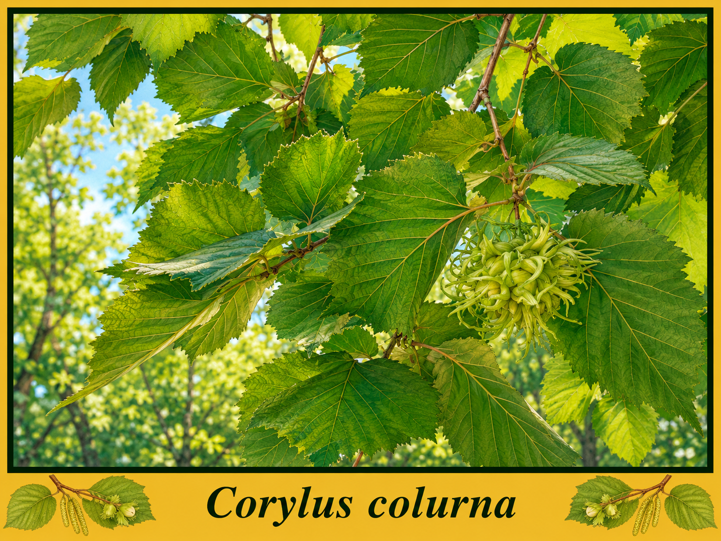 colurna.png colurna.png