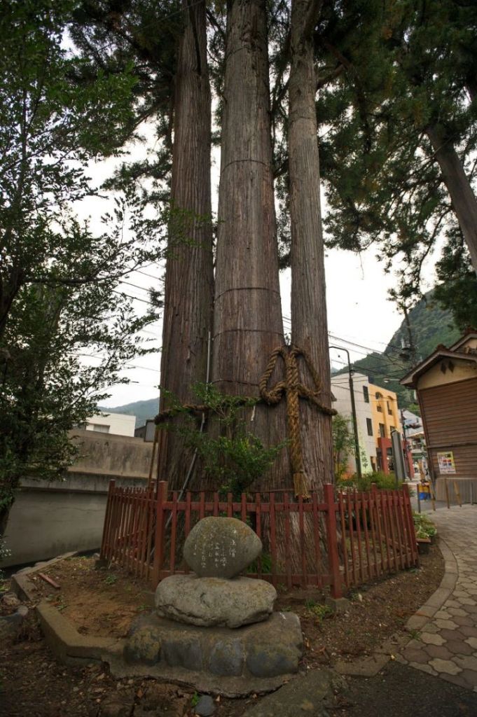 okutama_sanbonsugi_5784.jpg