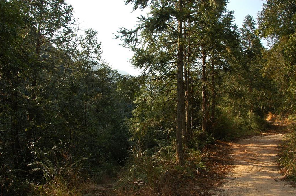 Cunninghamia_lanceolata_NanKun.jpg
