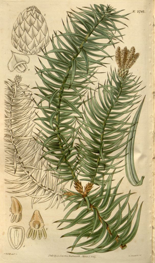 lanceolata.jpg