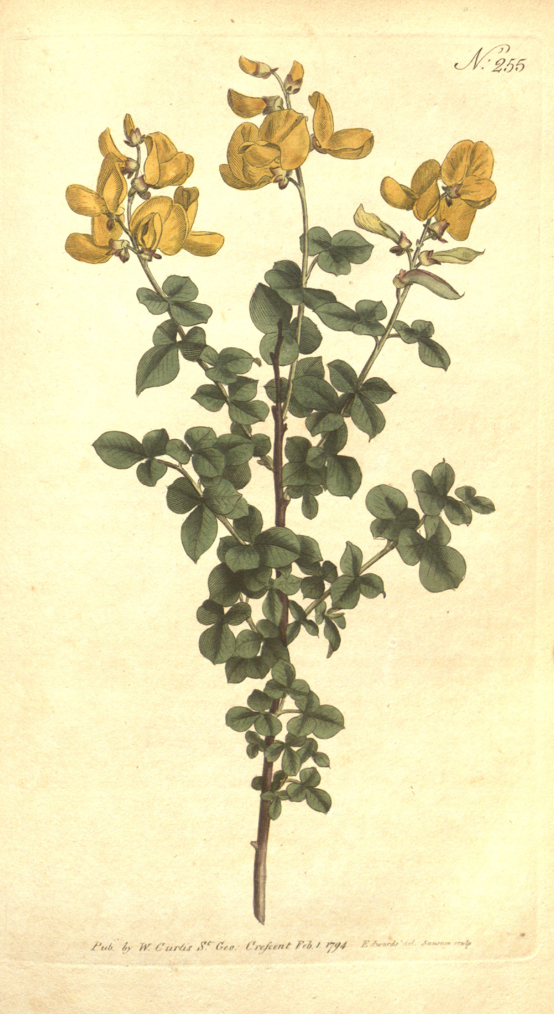 sessilifolium.jpg