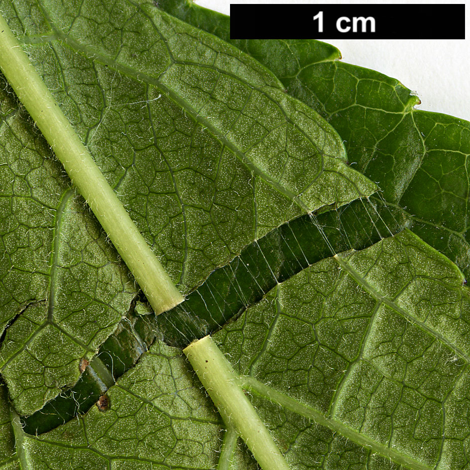eucommia-ulmoides-8.jpg