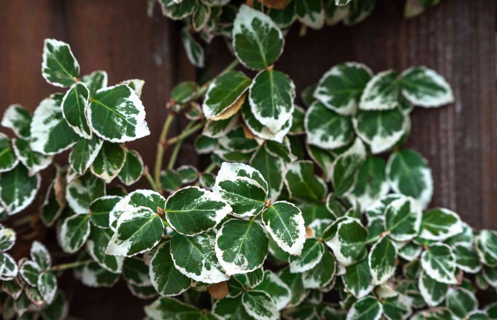 emerald-gaiety-euonymus-2132749-01-a4e9ab7fd612442ab7c336907654b6c2.jpg