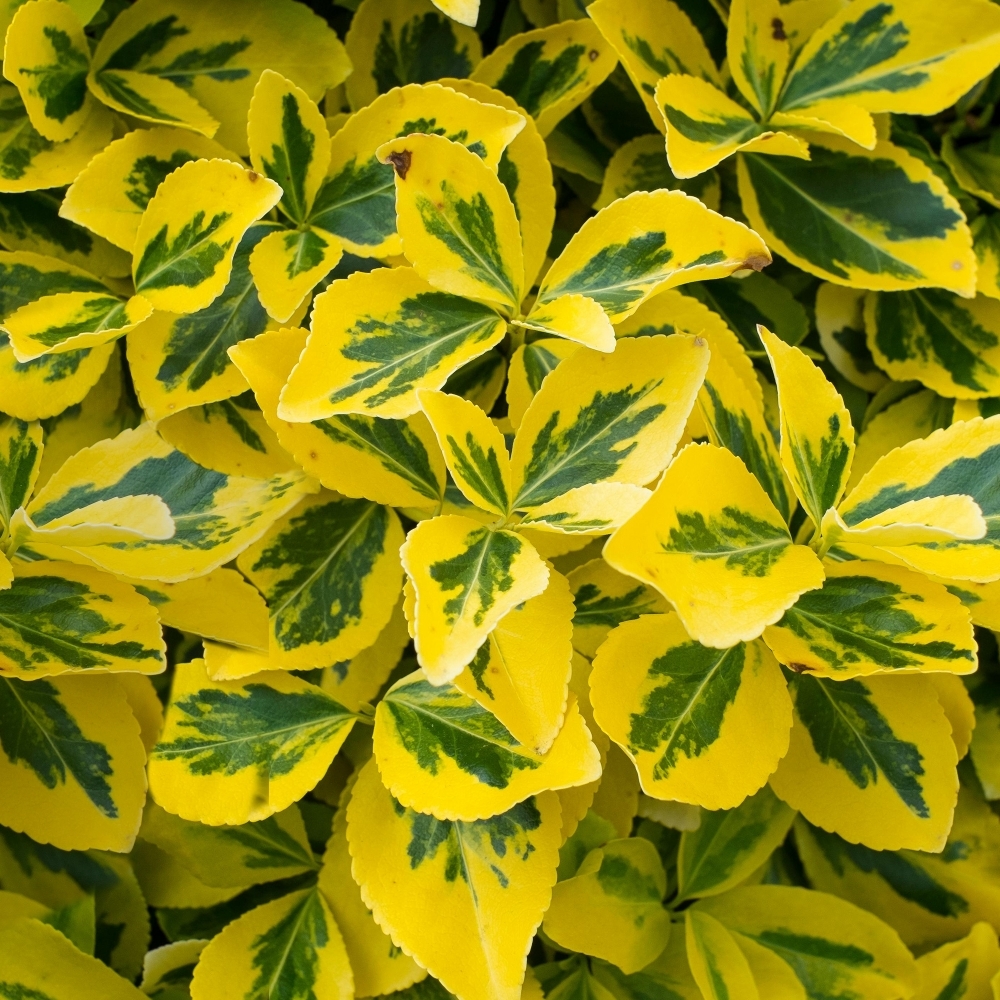 euonymus-fortunei-emerald-gold-p2372-37851_image.jpg