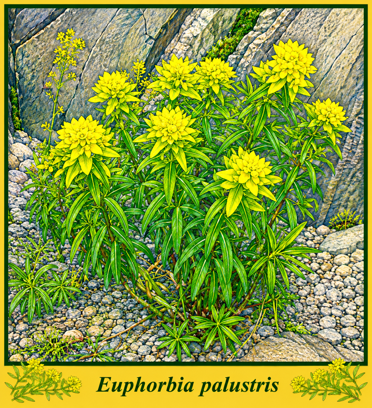 palustris.png palustris.png