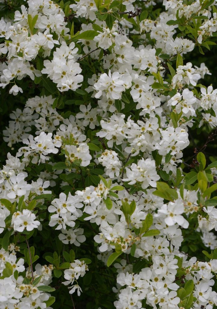 exochorda-racemosa10.jpg